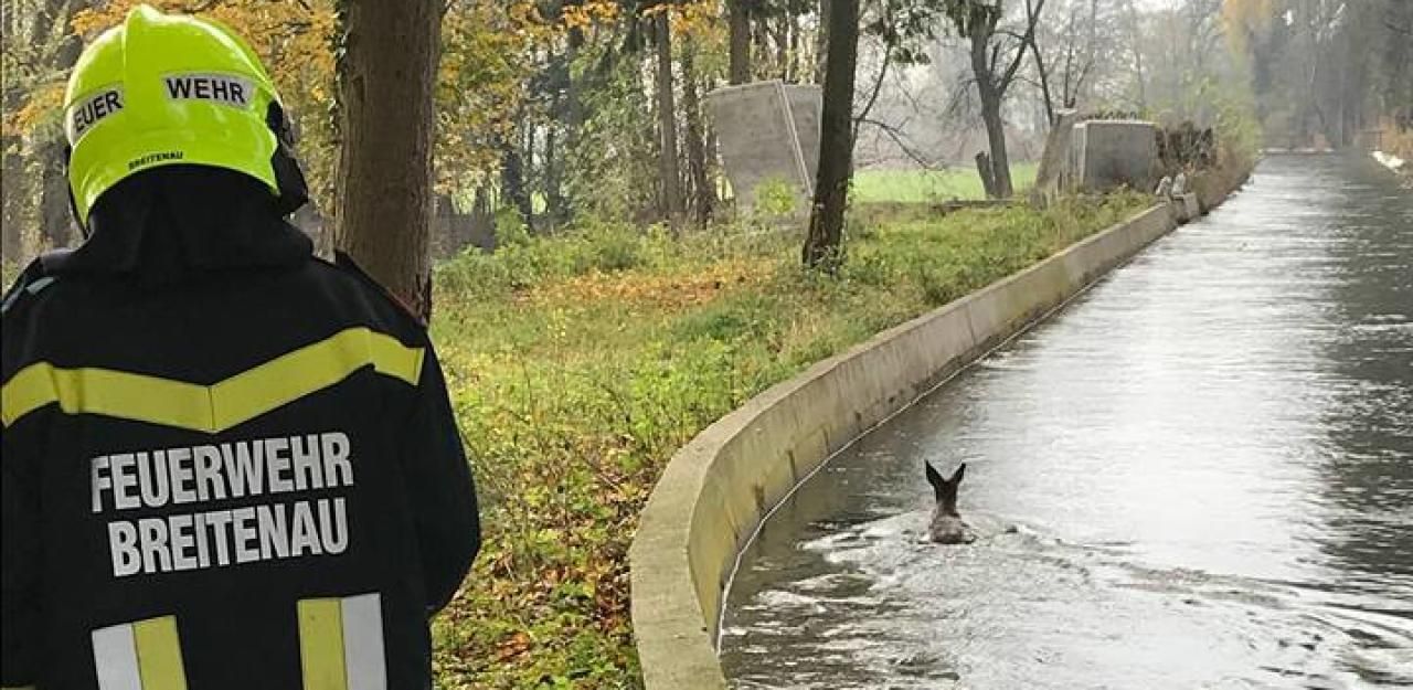 Heute.at - Tierrettung: Zwei Bambis trieben hilflos im Bach