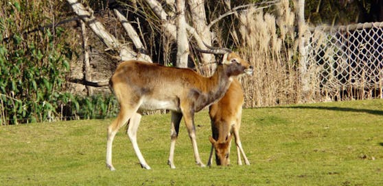 Die Weißnacken-Moorantilope ist nur eine der vielen Arten, die bald vom Aussterben bedroht sein können, wenn sich die Umstände nicht ändern.