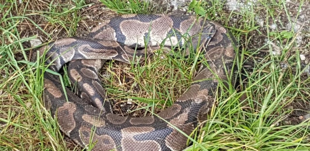 Das Tier ist rund 120 cm lang. 