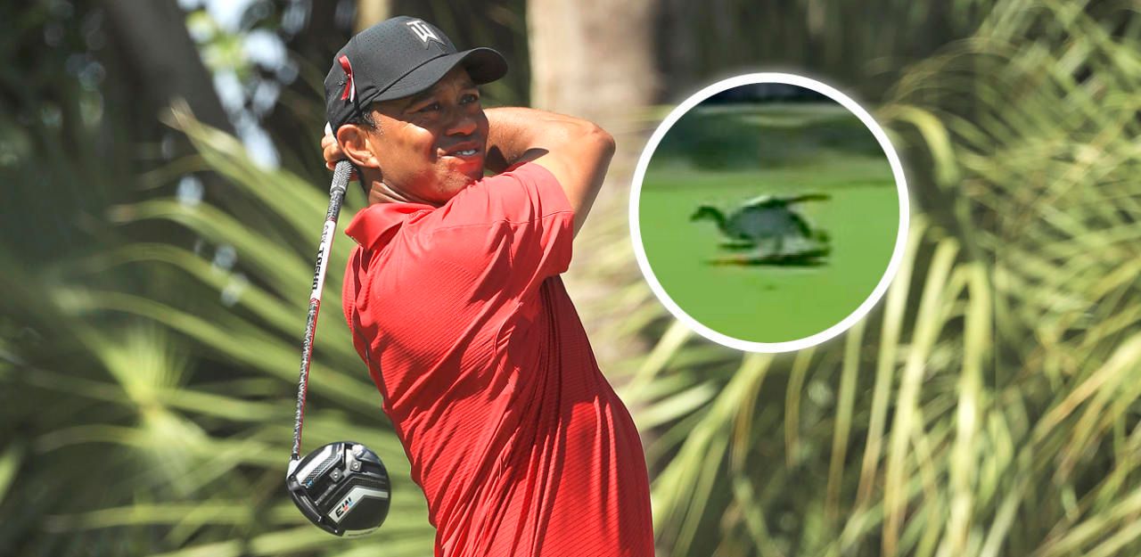 Heute.at - Hier trifft Tiger Woods beim Abschlag eine Gans