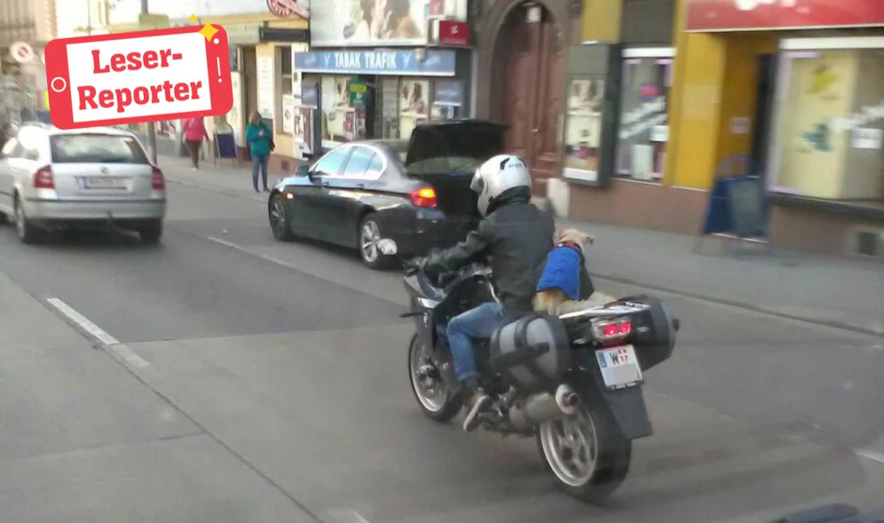 Das Hunderl und sein Herrchen auf dem Bike. 