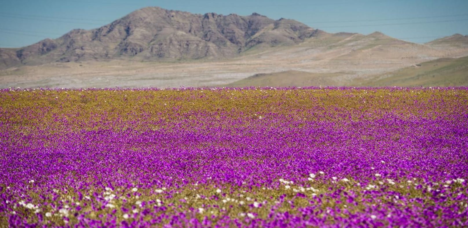 Atacama: Der trockenste Ort der Welt blüht