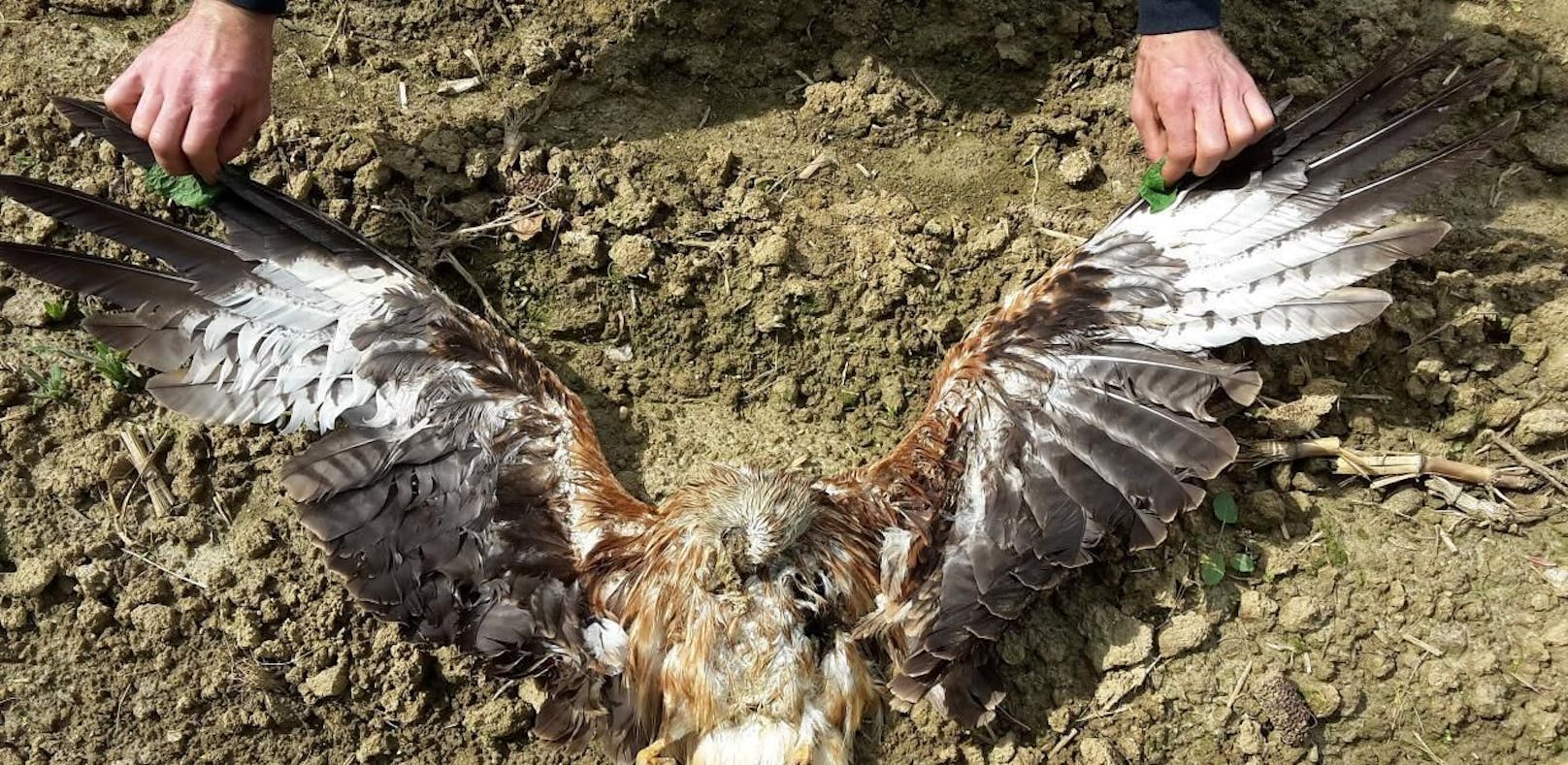 In Eferding wurde ein toter Greifvogel gefunden, der mit einem präparierten Hasenkopf vergiftet worden war.