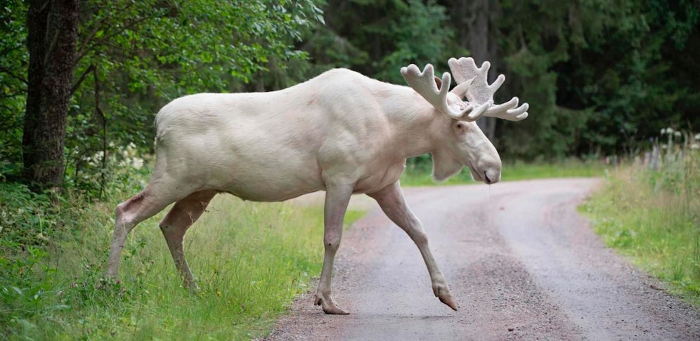 Ein weißer Elch ist eine Seltenheit