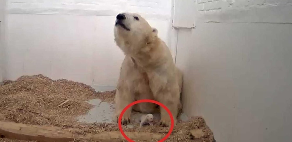 Trauer um das Eisbär-Baby in Berlin, es lag am Dienstag tot im Gehege
