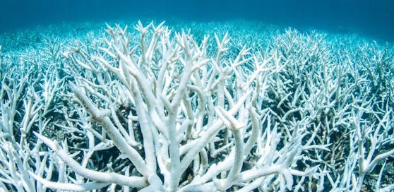 Schon zwei Drittel des 344.000 Quadratkilometer großen Great Barrier Reefs sind von der Korallenbleiche akut bedroht.