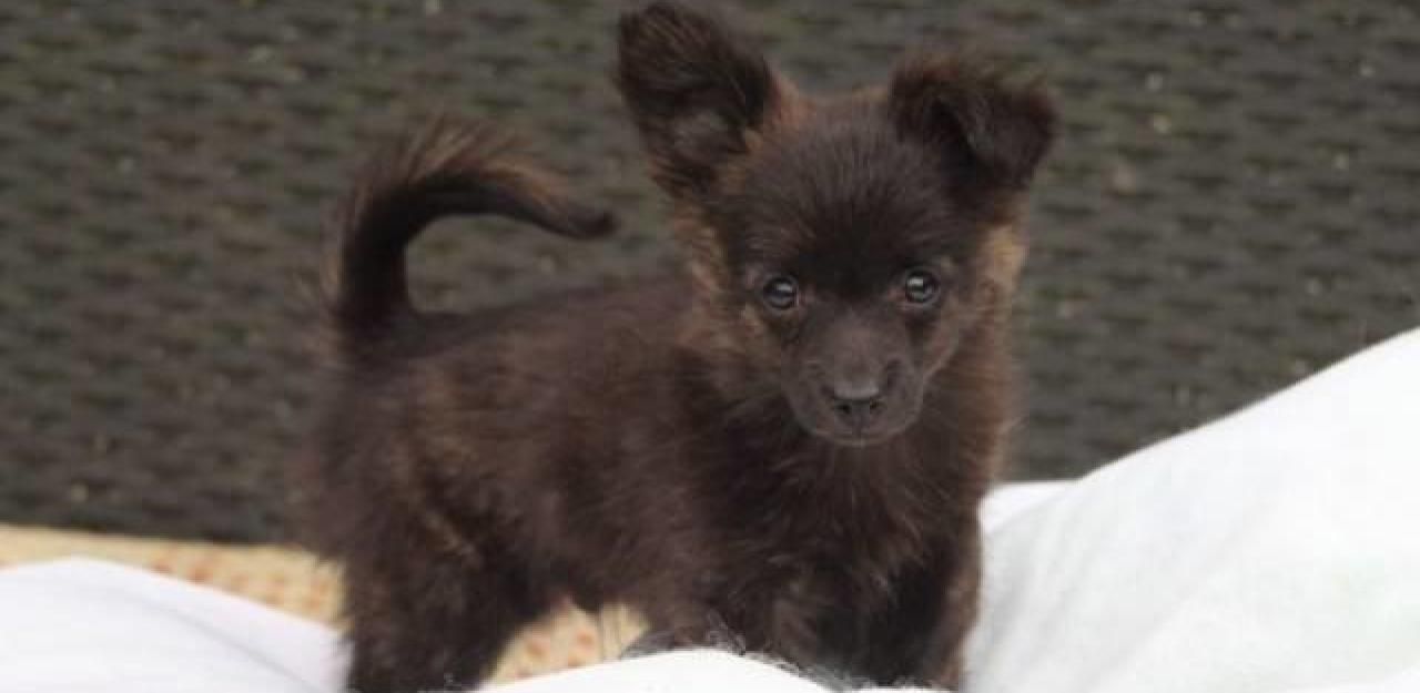 Heute.at - Hundebaby ausgesetzt: Bürgermeister als Retter