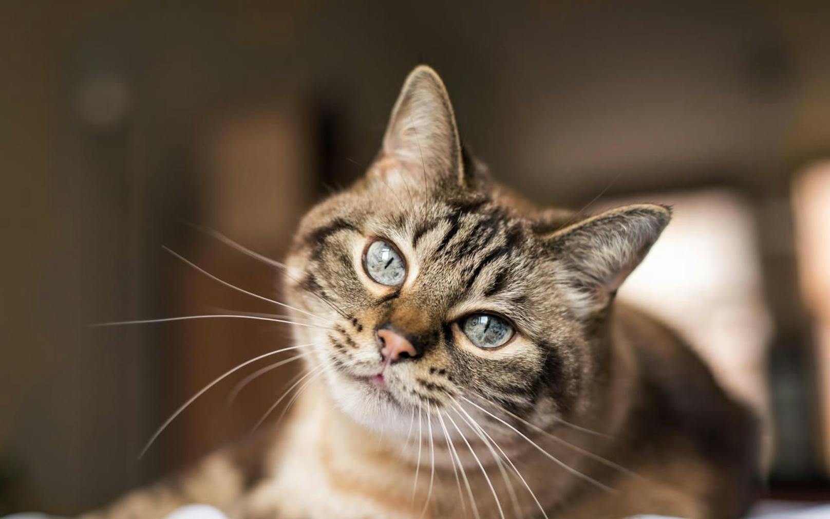 Giftköder-Alarm in NÖ - Katze kämpft um ihr Leben