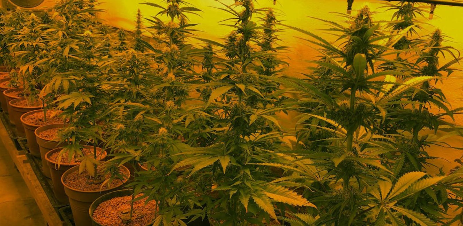 Beamte stellten eine Aufzuchtsanlage von Cannabispflanzen sicher. 