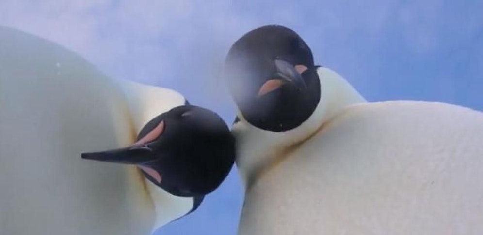 "Was schaust du so?"