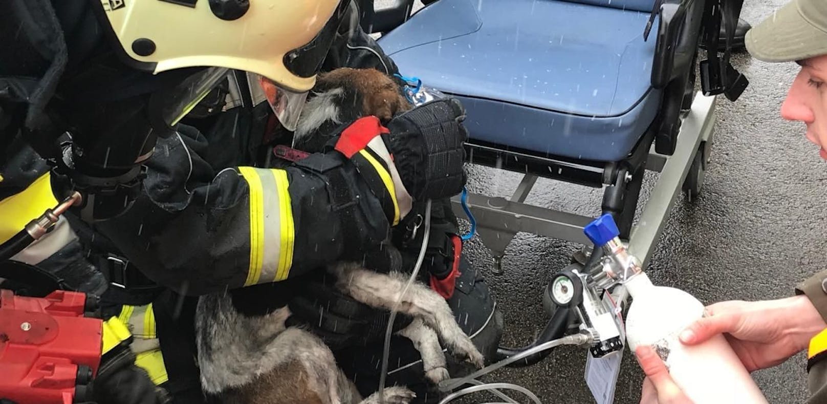 Feuerwehr rettet Hund aus brennendem Haus