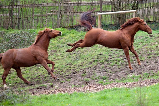 Eine Deutsche darf ihr bockiges Pferd zurückgeben. Credit: Symbolfoto iStock
