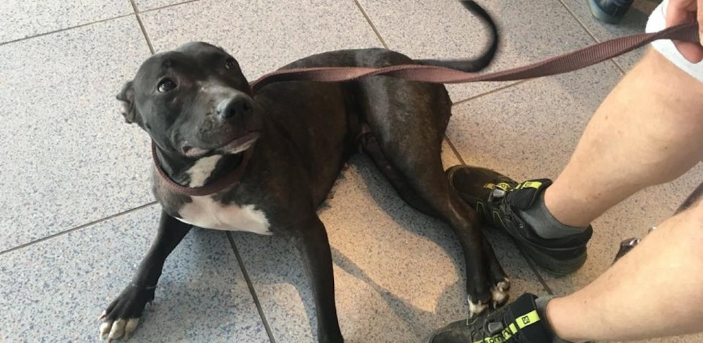 Diese Hundedame wurde einfach an eine Laterne angebunden.