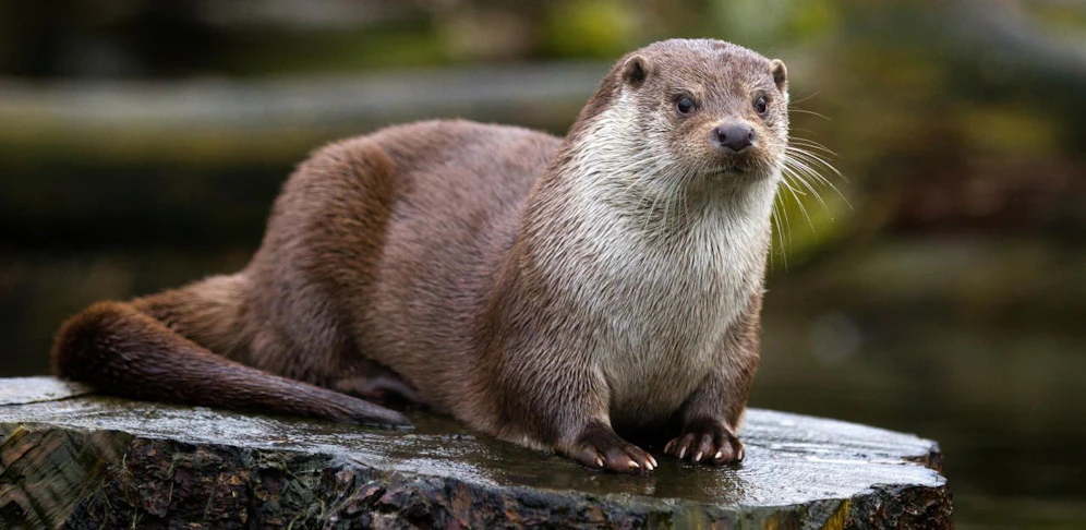 In Niederösterreich gibt es derzeit 600 bis 800 Fischotter. 