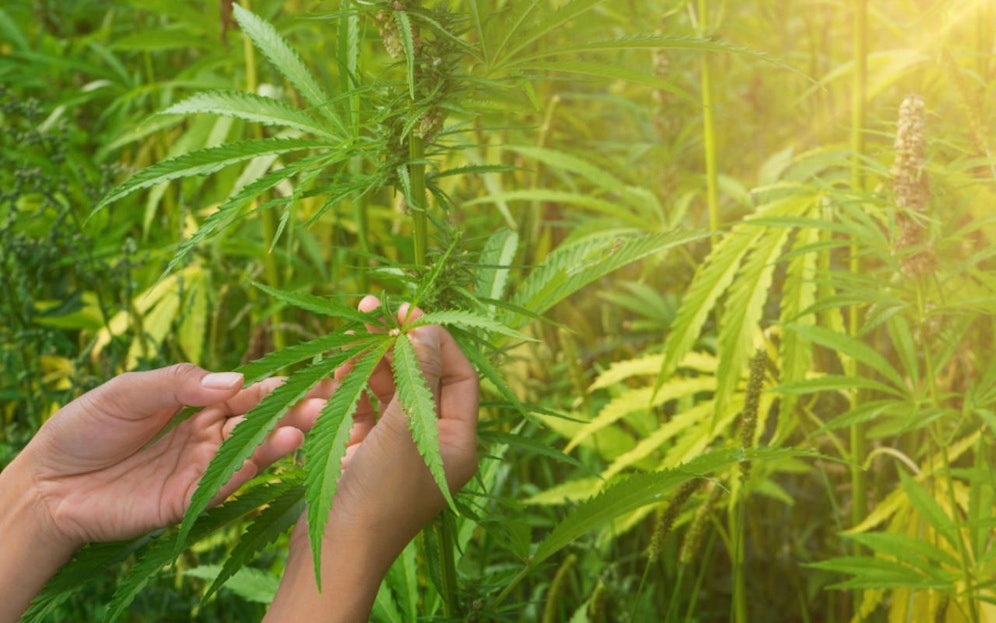 Das Geschäft mit dem Cannabis floriert. Seit Dienstag ist sogar eine Bürgerinitiative für die Einführung im Parlament.