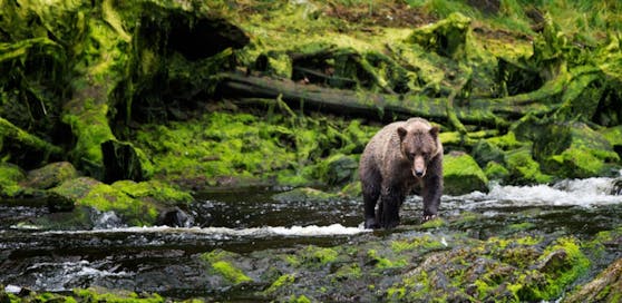 Braunbär-Attacke im Trentino (Archivfoto)