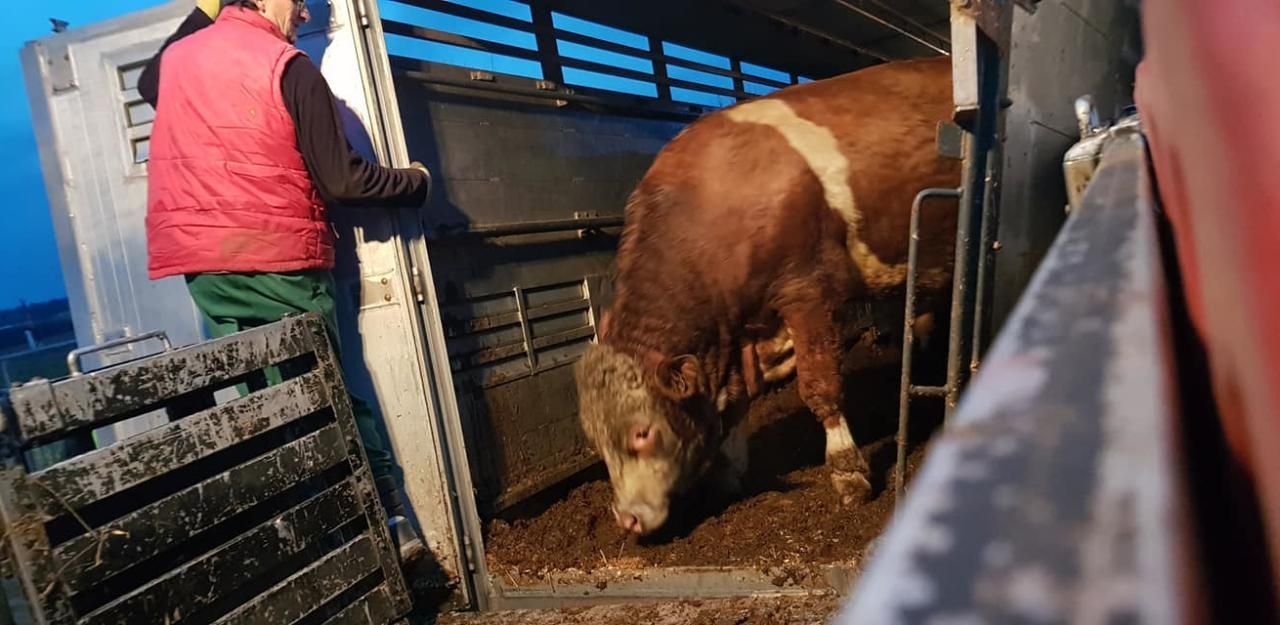 Notruf wegen Tiertransport bei Graz. (Sujetfoto)