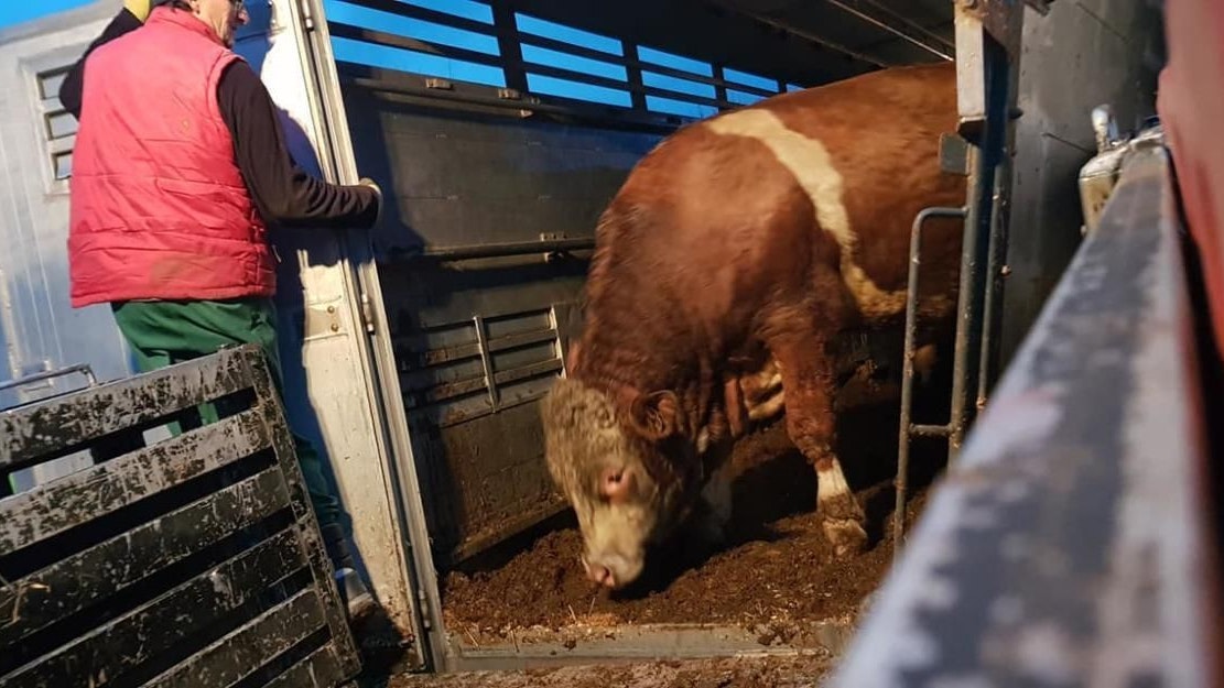 Heute.at - Kühe schrien stundenlang – Tiertransporter mit Panne