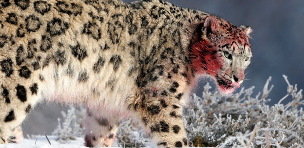 Ein Schneeleopard