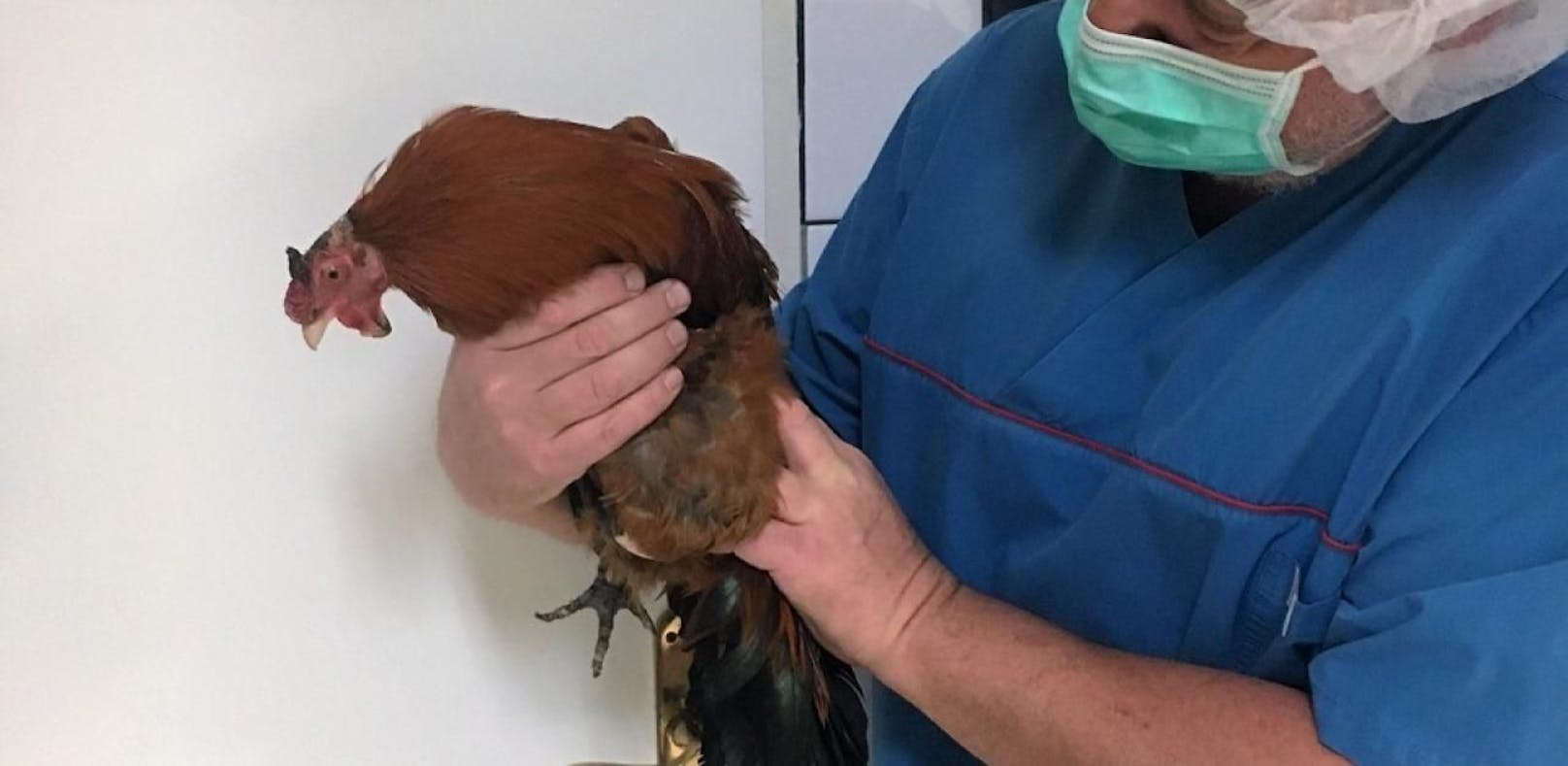 Der Tierarzt konnte dem Hahn nicht mehr helfe, er wurde eingeschläfert.