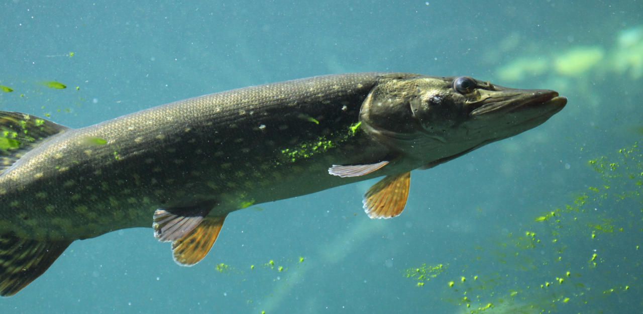 Heute.at - Hecht biss zu: Gemeinde muss 14.000 Euro zahlen