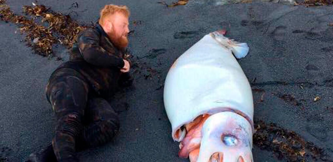 Heute.at - Trio stolpert am Strand über Tiefsee-Monster