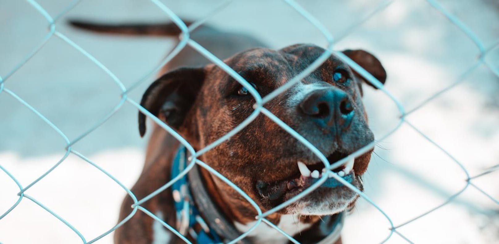 Nach der Pitbull-Attacke wird in Oberösterreich das Hundehaltegesetz verschärft.