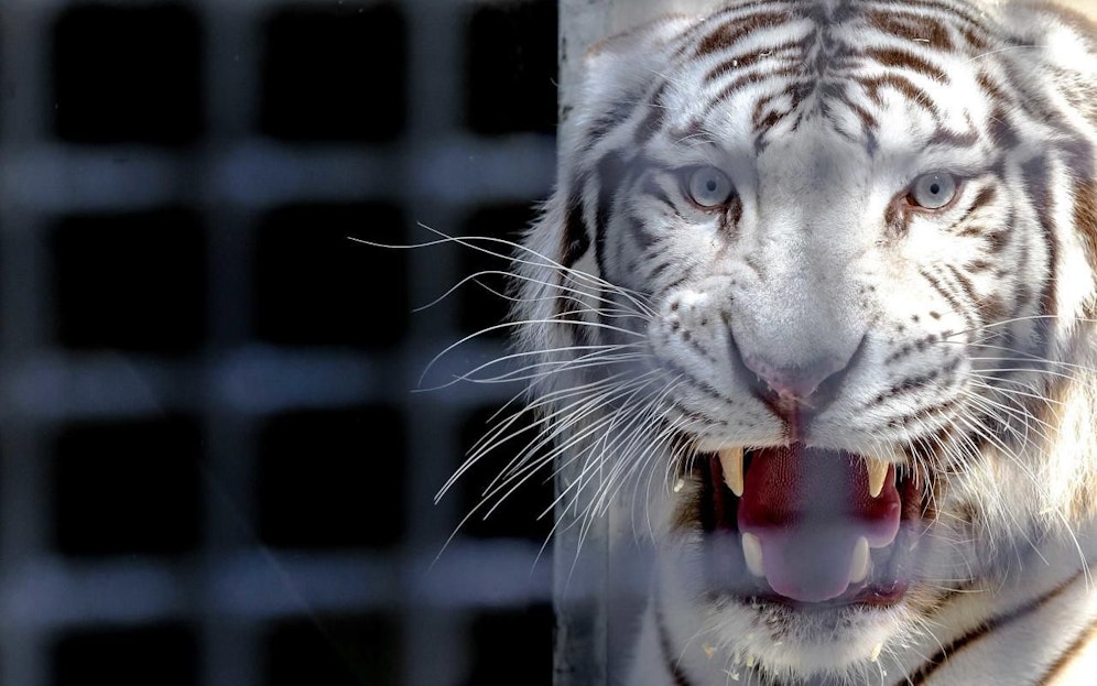 Ein Weißer Tiger in einem Tierpark in Overloon, Niederlande, im Juli 2015.