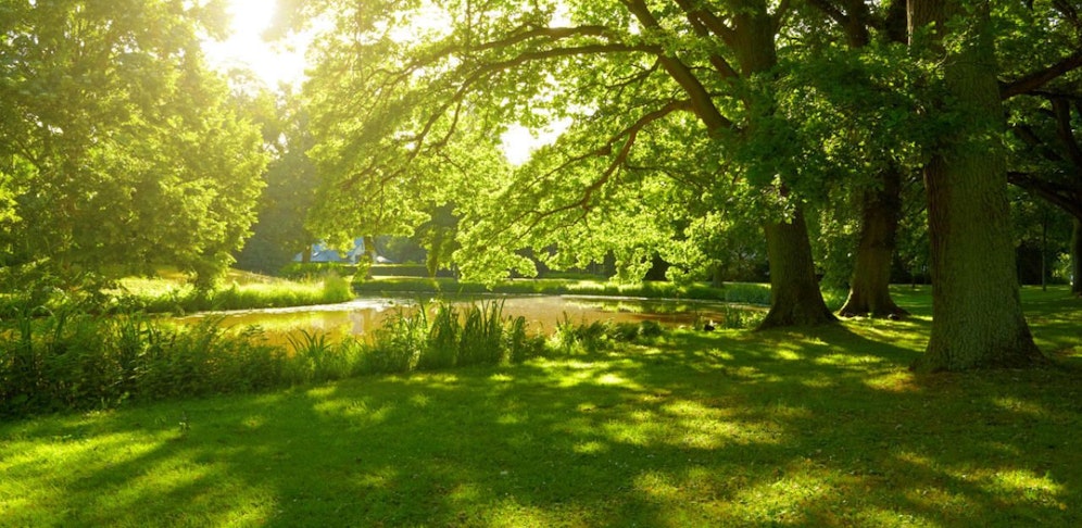 Ein liebeshungriges Paar ließ seinen Gefühlen in einem Park freien Lauf
