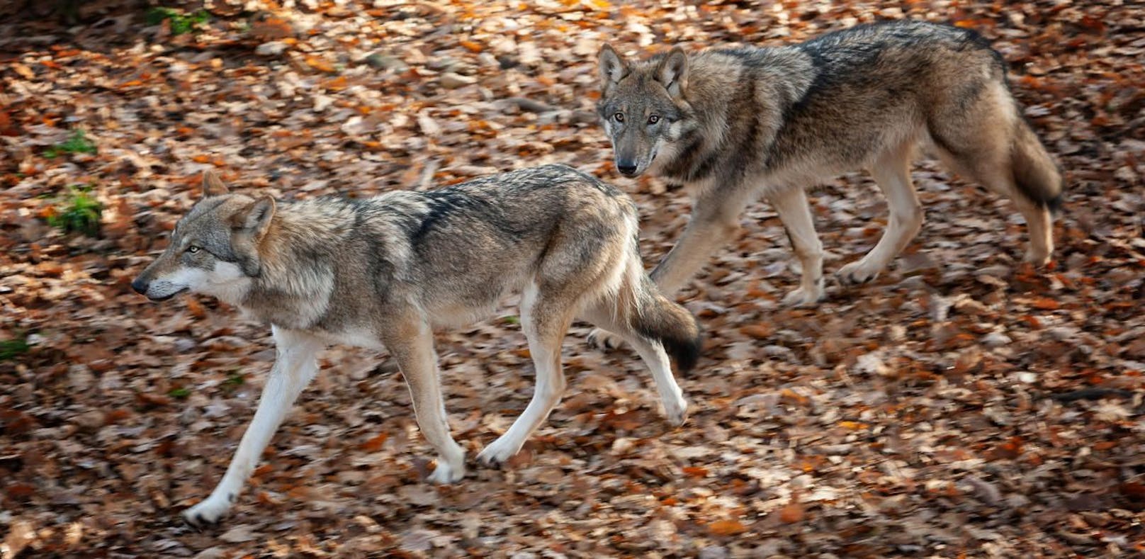 Abschuss vom Wolf in NÖ künftig erlaubt.