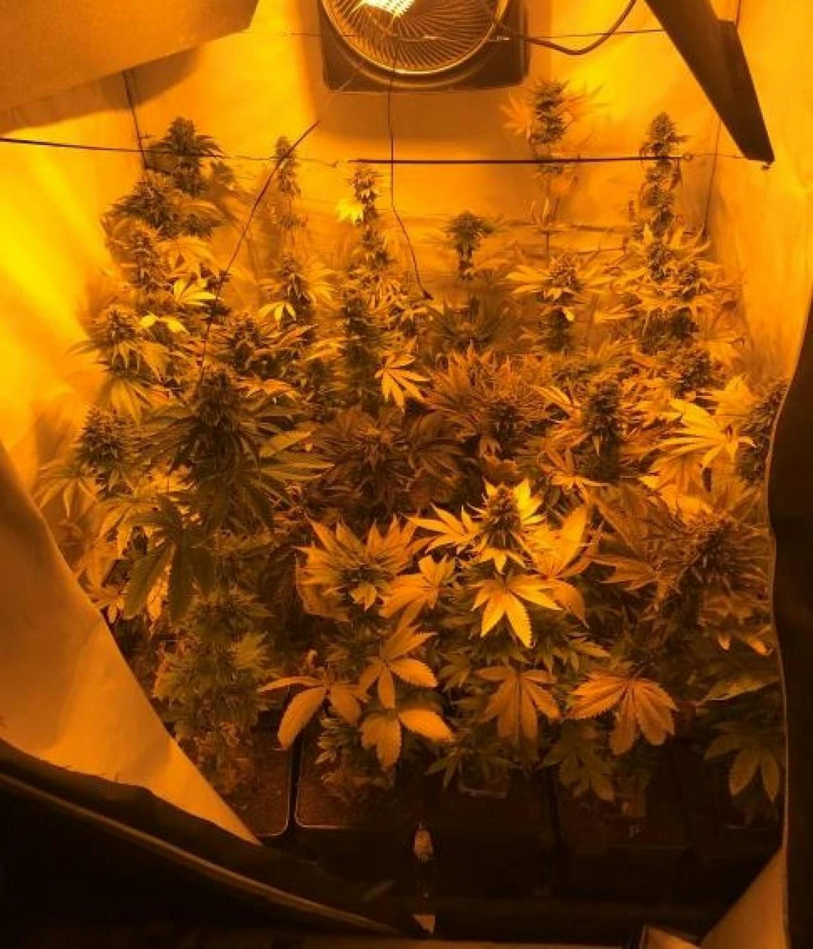 Im Keller des Wohnhauses hatte der 37-Jährige eine Cannabis-Aufzucht angelegt.