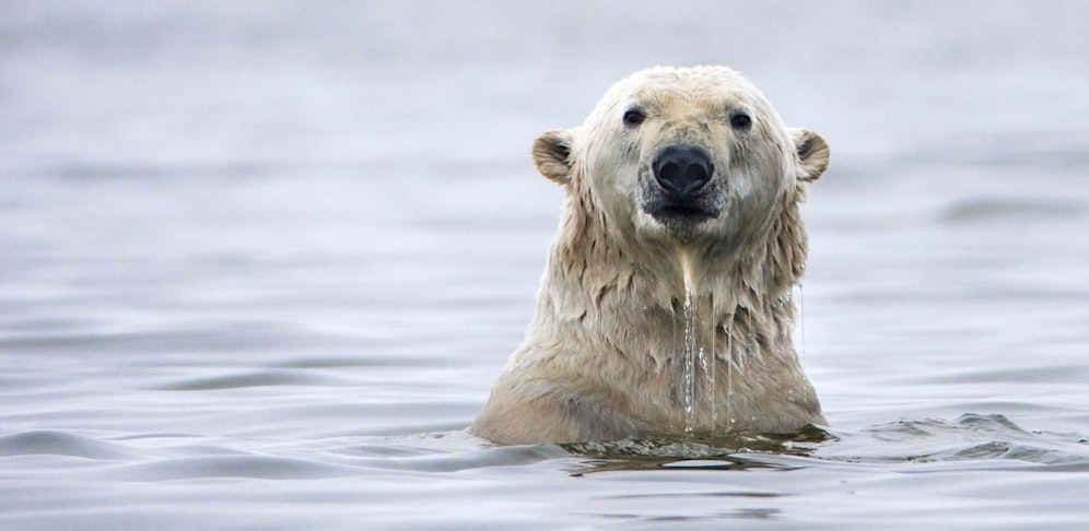 Er und seine Artgenossen leiden unter dem Anstieg der Temperaturen.