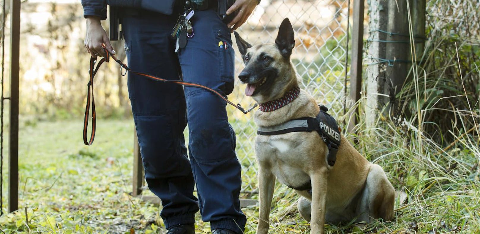 Polizeihund fiel Bub (5) in Assinger-Heimat an, Spital