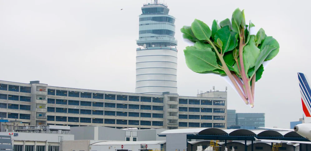 46 Kilo Kath am Airport sichergestellt.