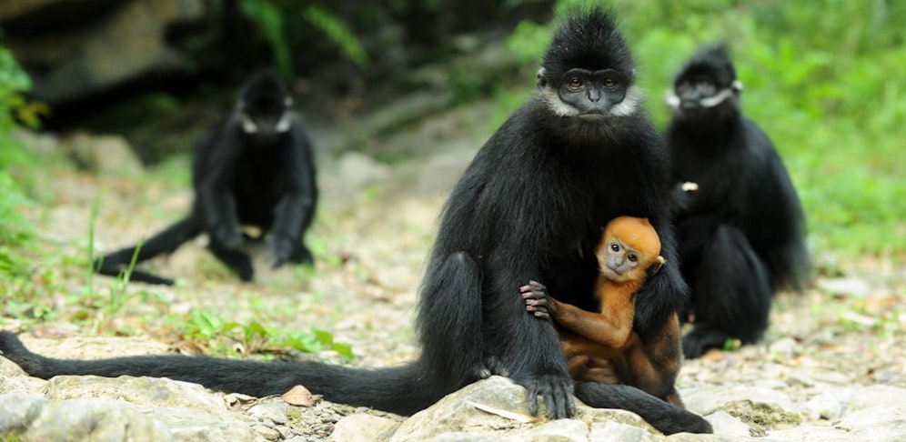 Ein seltener Langur wurde in Vietnam von sechs Männern lebendig gegessen. Die Täter zeigten die ganze Aktion live auf Facebook. 