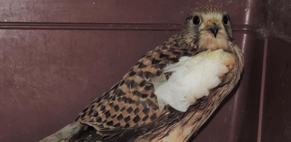 Das Vogerl ist am Weg der Besserung. 