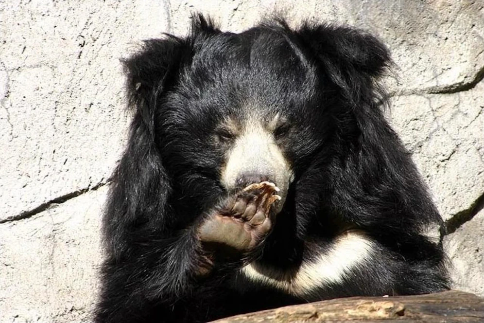 Ein Lippenbär im Frankfurter Zoo. Symbolbild