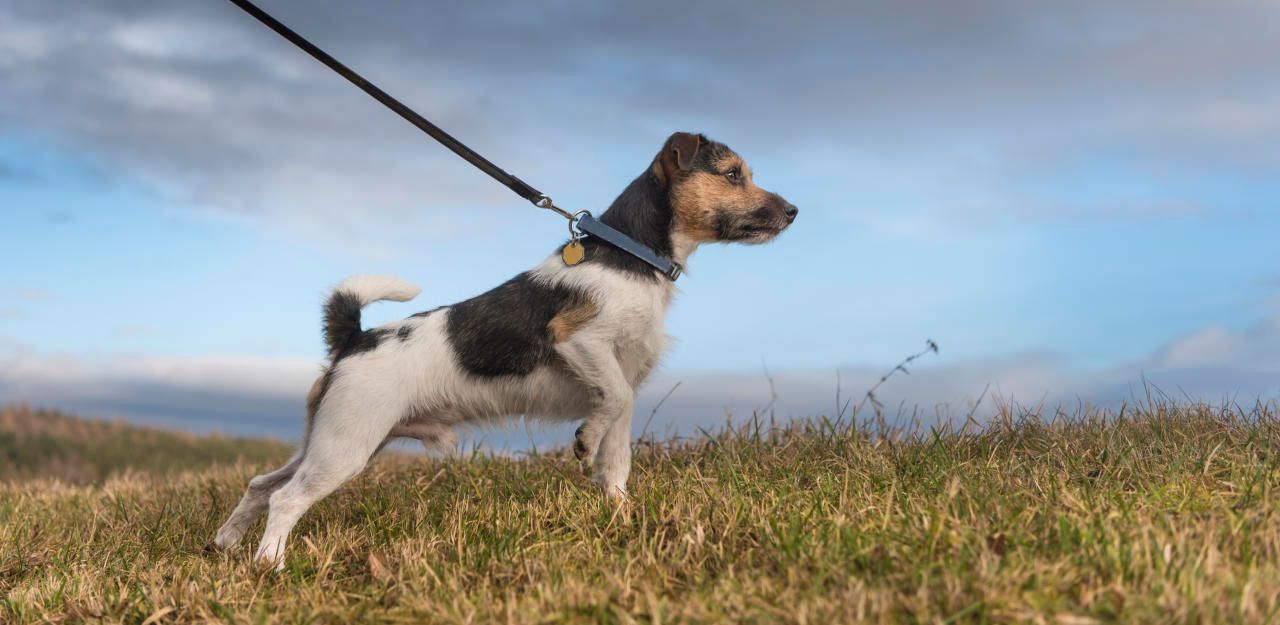 Heute.at - Beinchen gestellt: Hund bringt Radsportler zu Fall