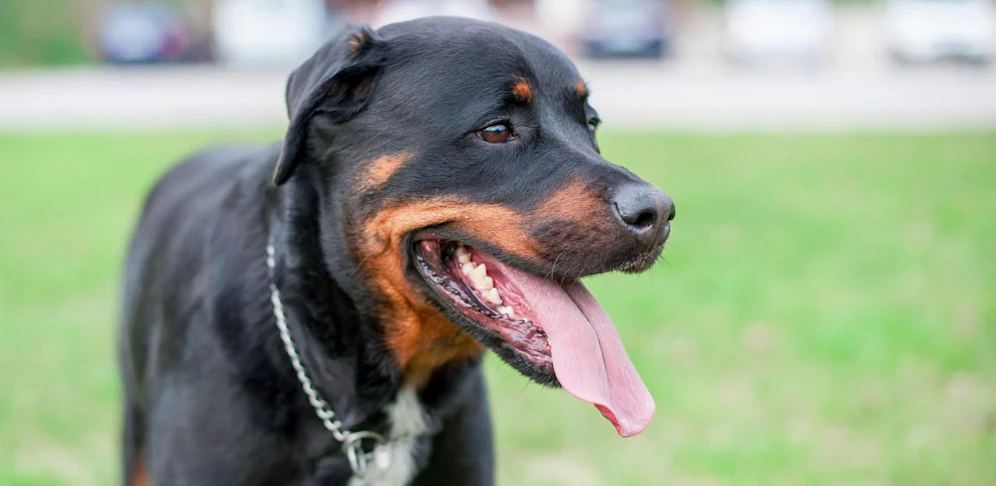 Freilaufender Rottweiler attackierte Ehepaar in Ternitz.