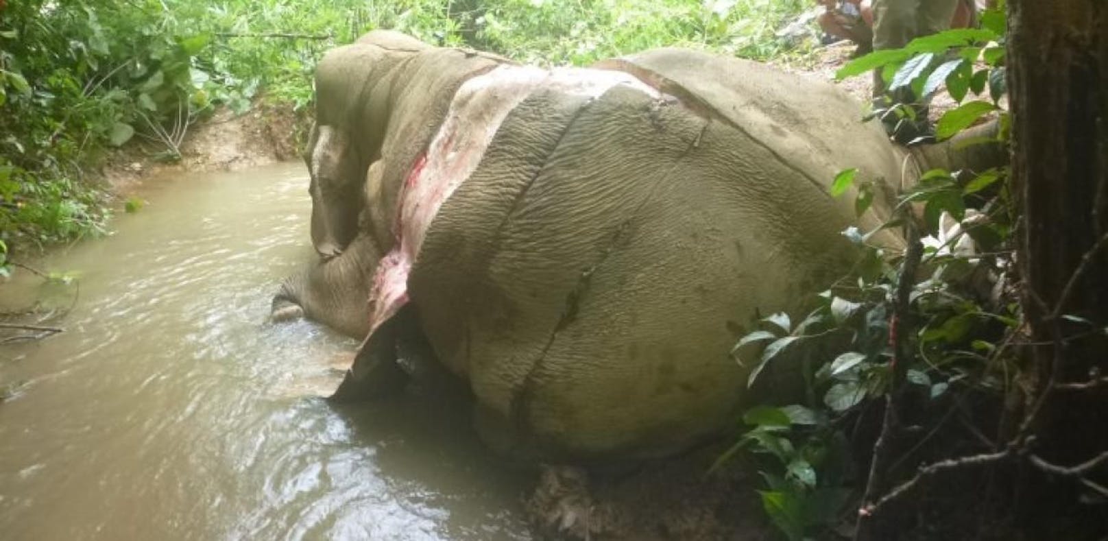 Elefanten werden für Hautcreme brutal gehäutet