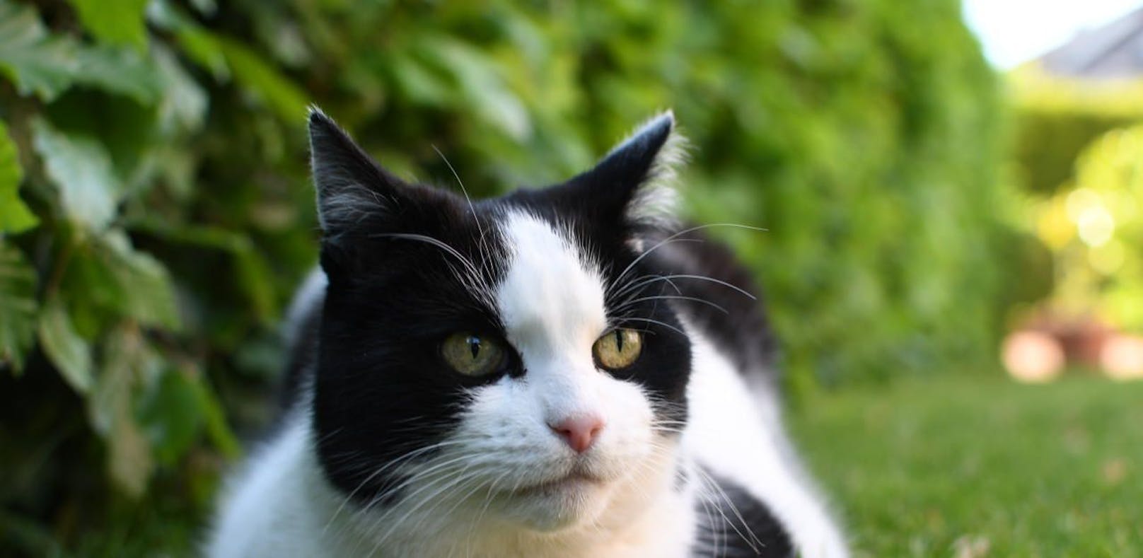 Tierquäler vergiftet Katze mit Zeckenpräparat
