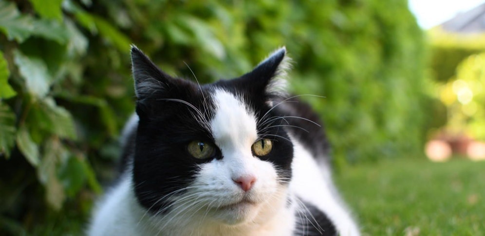 Die Katze wurde verletzt und mit einem Zeckenmittel vergiftet.