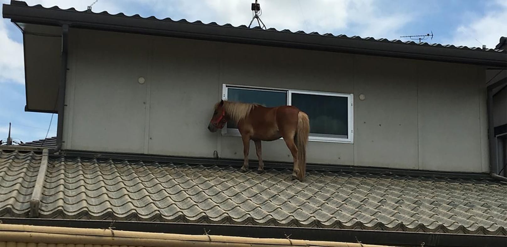 Pony Leaf harrte drei Tage auf diesem Dach aus, bevor es im japanischen Kurashiki gerettet wurde.