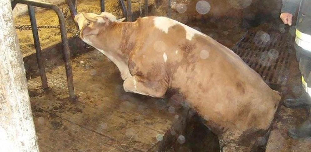 Die Kuh wurde von den Einsatzkräften der Feuerwehr gerettet