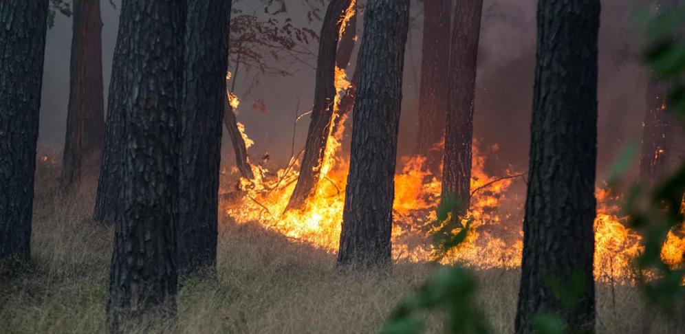 Waldbrand (Symbolbild)