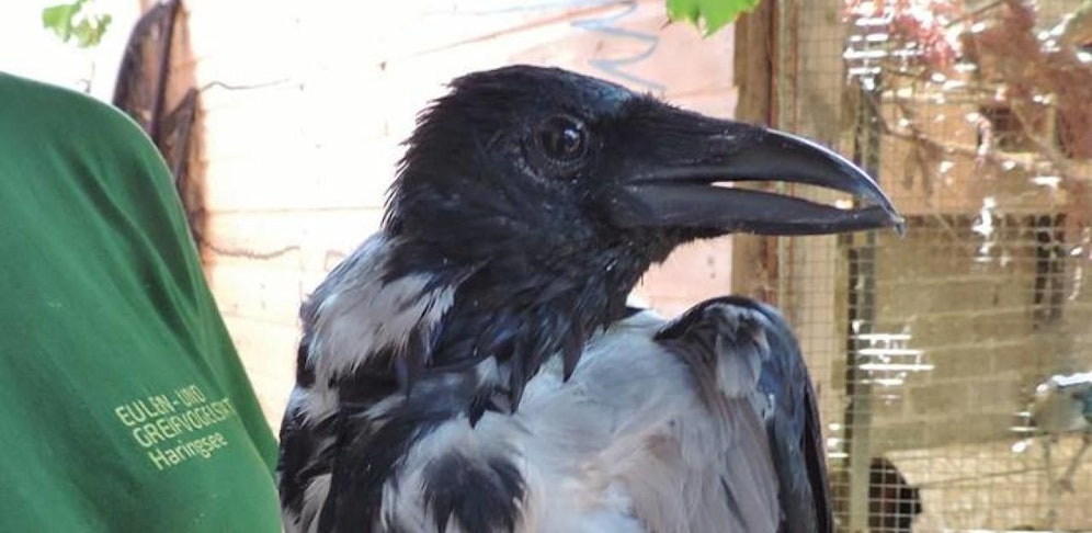 Dank den Tierpflegern hat "Goliaths" Schnabel die richtige Länge.