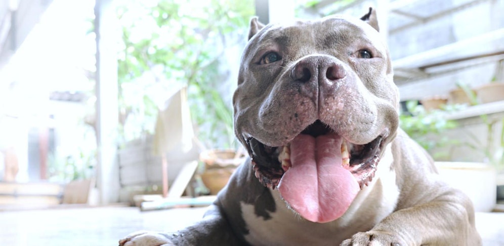 Pitbulls gehören zu den Hunden mit erhöhtem Gefahrenpotenzial.