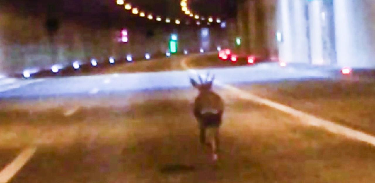 Rehbock hirschte auch über die S1 in Richtung Wien (Archivbild).