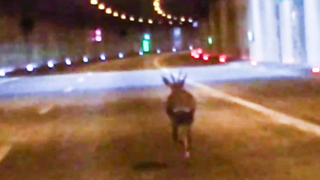 Rehbock hirscht über S1 in Richtung Wien - Leser | heute.at