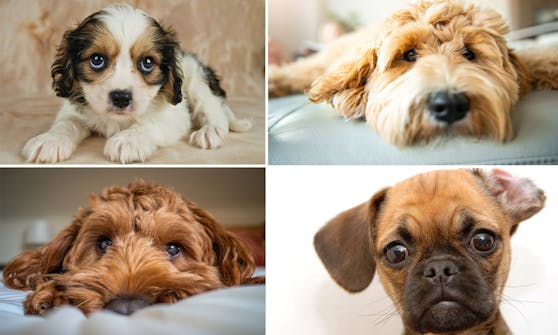 Cockapoo, Labradoodle, Cavachon.... was macht sie so beliebt?